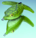 Basirisky frog grenouille deps