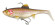 trout-replicants_rainbow-trout