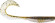 x layer curly megabass leurre souple virgule