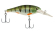 bad shad berkley coloris euro perch