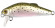 buffet fs38 rainbow trout