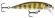 x-rap countdown rapala